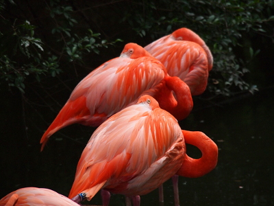 [Three flamingos in a row from front to back of the image and all three have their bills completely tucked in their feathers. The one in the back has its eyes close, but the other two are peeking out above their feathers.]